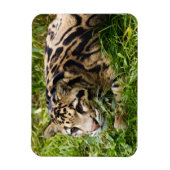 Cloud Leopard Magnet Magneet (Verticaal)