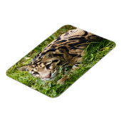 Cloud Leopard Magnet Magneet (Linkerzijde)