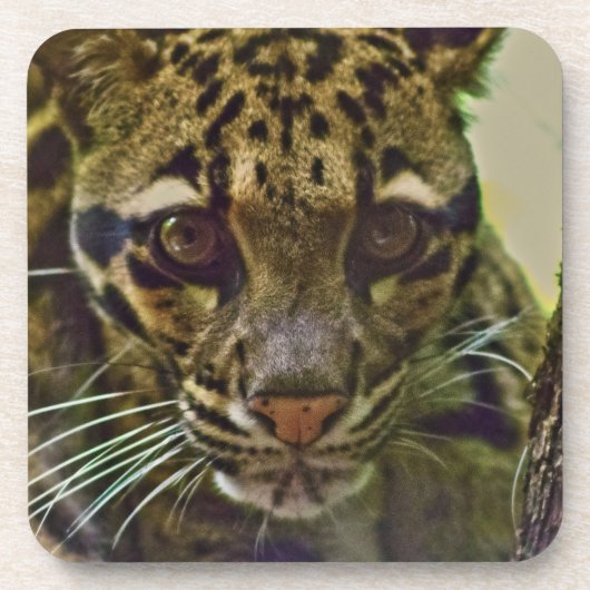 Clouded Leopard Bier Onderzetter (Voorkant)