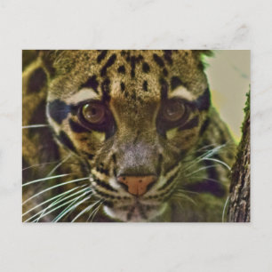 Clouded Leopard Briefkaart