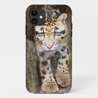 Clouded Leopard iPhone 11 Hoesje