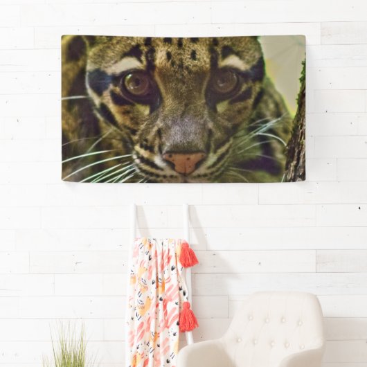 Clouded Leopard Spandoek (Insitu)
