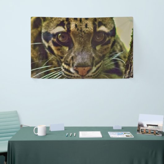 Clouded Leopard Spandoek (Beurs)