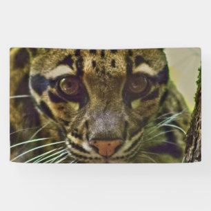 Clouded Leopard Spandoek
