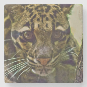 Clouded Leopard Stenen Onderzetter