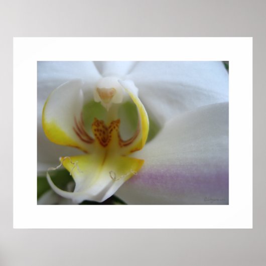 Clouds à orchidées blanches Phalaenopsis Poster Ar (Devant)