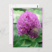 Clover Art Briefkaart (Voorkant / Achterkant)