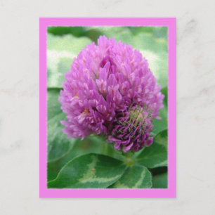 Clover Art Briefkaart