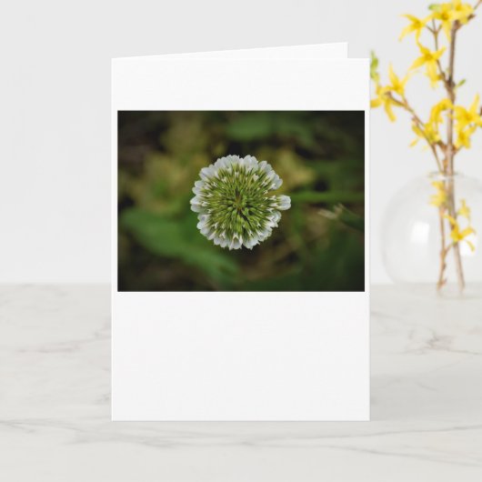 Clover, carte (Fleur jaune)