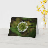 Clover, carte (Fleur jaune)