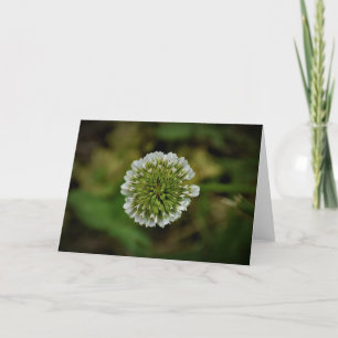 Clover, carte