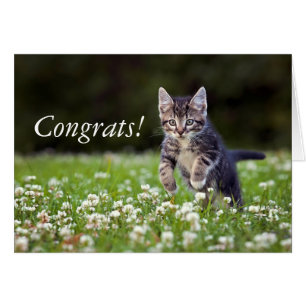 Clover de Kitten