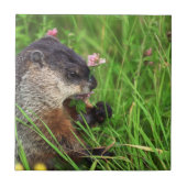 Clover-etende grondhog tegeltje (Voorkant)