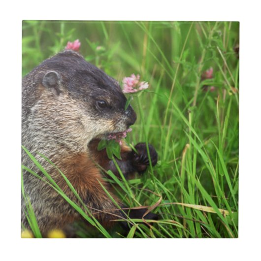 Clover-etende grondhog tegeltje (Voorkant)