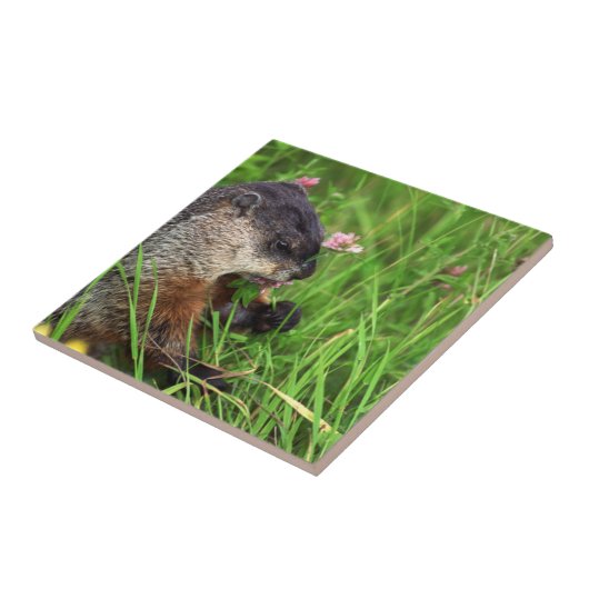 Clover-etende grondhog tegeltje (Zijkant)