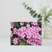 Clover flowers - Postcard Briefkaart (Staand voorkant)