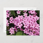 Clover flowers - Postcard Briefkaart (Voorkant / Achterkant)