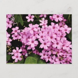 Clover flowers - Postcard Briefkaart