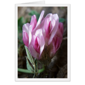 Clover - Rocky Mountains