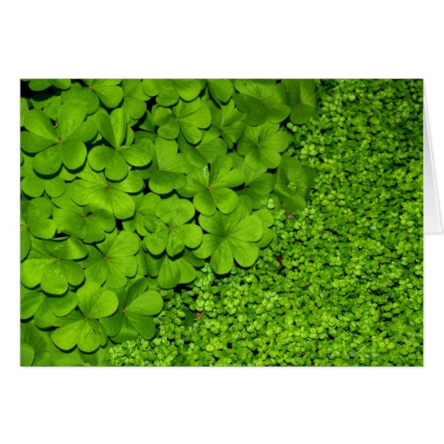 Clover vert (Devant Horizontal)