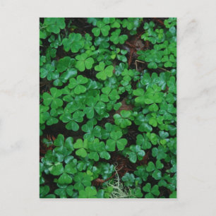 Clovers Custom Briefkaart
