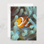 Clown Anemonefish Briefkaart (Voorkant / Achterkant)