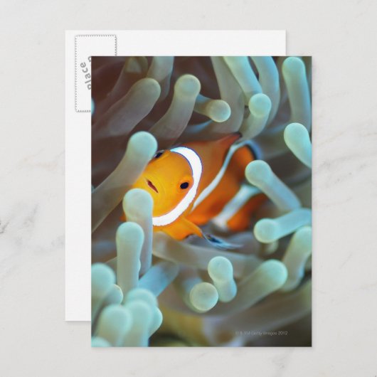 Clown Anemonefish Briefkaart (Voorkant / Achterkant)