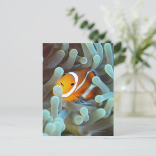 Clown Anemonefish Briefkaart (Staand voorkant)