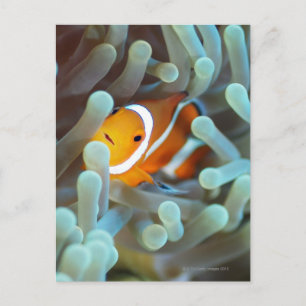 Clown Anemonefish Briefkaart