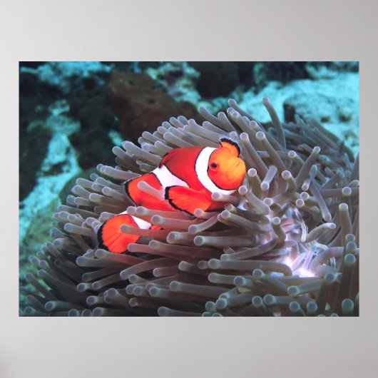 Clown Anenomefish Poster (Voorkant)