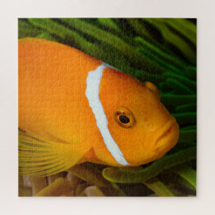 Clown Fish Jigzaag Puzzle Legpuzzel