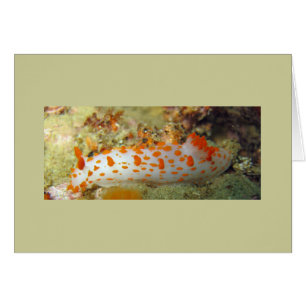 Clown Nudibranch