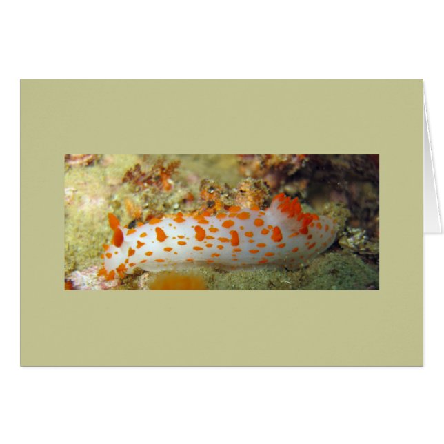 Clown Nudibranch (Voorkant Horizontaal)