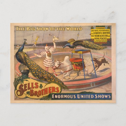 Clown, Zebu en Peacock Circus Poster Briefkaart (Voorkant)