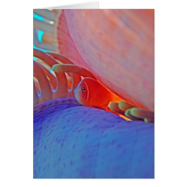 Clownfish and anemone - Card (Voorkant)