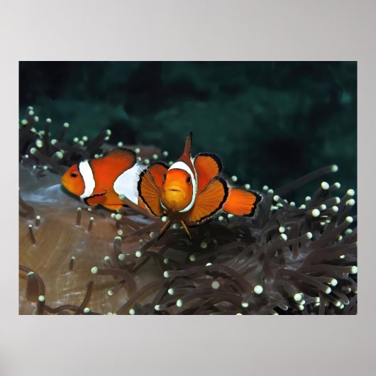 Clownfish Duo Poster (Voorkant)