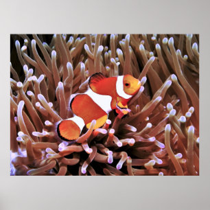 Clownfish in de Filipijnen Poster