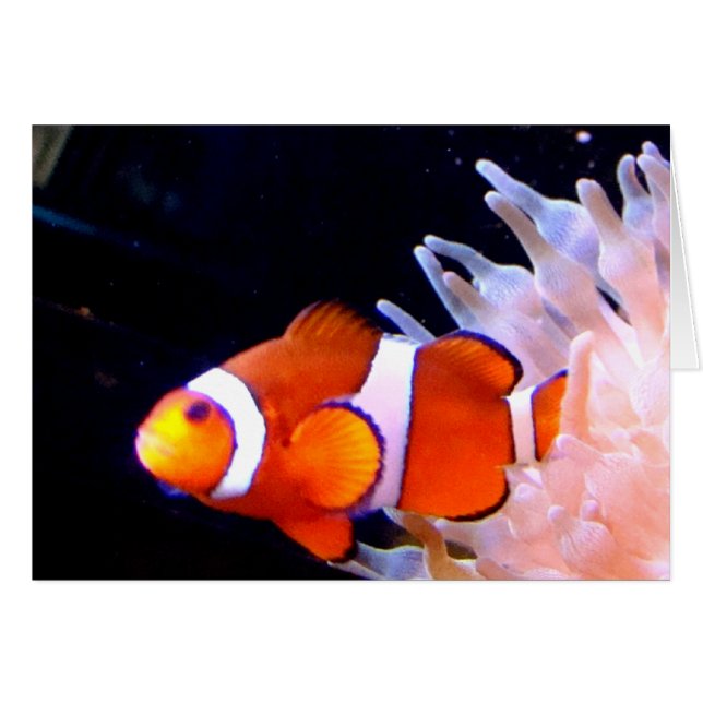 Clownfish Kaart (Voorkant Horizontaal)