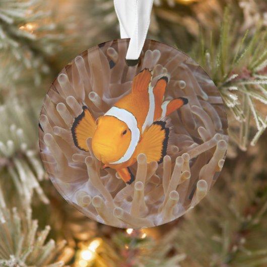 Clownfish - Molokai (Arbre)