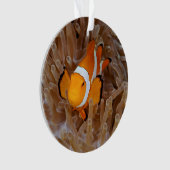 Clownfish - Molokai (devant)