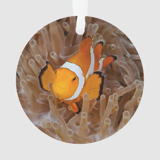 Clownfish - Molokai (dos)