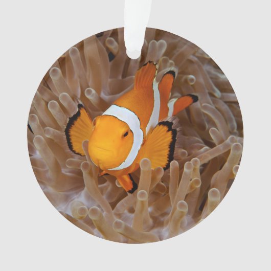 Clownfish - Molokai (devant)