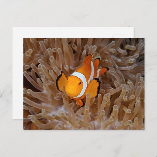 Clownfish - Molokai, North Shore Cliff Briefkaart (Voorkant / Achterkant)