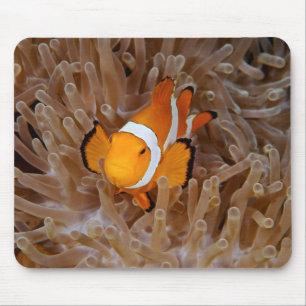 Clownfish - Molokai, North Shore Cliff Muismat