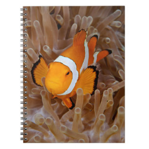 Clownfish - Molokai, North Shore Cliff Notitieboek