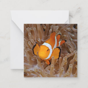 Clownfish - Molokai, North Shore Cliff Notitiekaartje