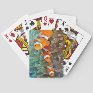 Clownfish Pokerkaarten