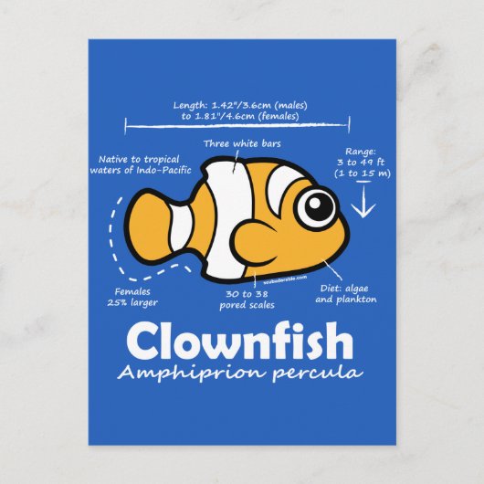 Clownfish Statistics Briefkaart (Voorkant)