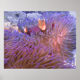 Clowning rond  poster