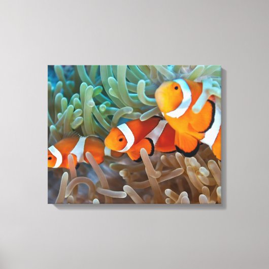 Clownvis Canvas Afdruk (Voorkant)